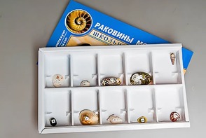 Коллекция "Раковины моллюсков" - fgospostavki.ru - Ижевск