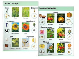 Коллекция "Семена и плоды" - fgospostavki.ru - Ижевск