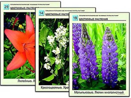 Гербарий фотографический "Основные группы растений" - fgospostavki.ru - Ижевск