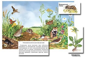 Магнитный плакат-аппликация "Луг: биоразнообразие и взаимосвязи в сообществе" - fgospostavki.ru - Ижевск