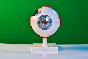 Модель глаза - fgospostavki.ru - Ижевск