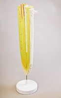 Модель строения корня - fgospostavki.ru - Ижевск
