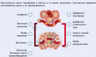 Интерактивные курсы. Биология 9 класс. Расширенный. - fgospostavki.ru - Ижевск