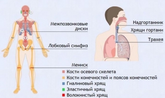 Интерактивные курсы. Биология 9 класс. Базовый. - fgospostavki.ru - Ижевск