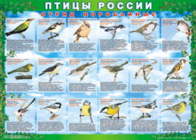 Комплект таблиц "Птицы России (4 листа)" (100х140 сантиметров, винил) - fgospostavki.ru - Ижевск