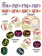 Модель-аппликация Биосинтез белка - fgospostavki.ru - Ижевск