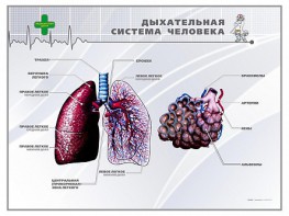 Стенд "Дыхательная система человека" - fgospostavki.ru - Ижевск