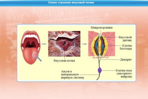 Интерактивные курсы. Биология 10 класс. Базовый. - fgospostavki.ru - Ижевск