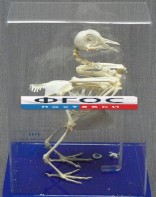 Скелет голубя - fgospostavki.ru - Ижевск