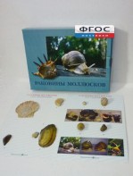 Коллекция "Раковины моллюсков" - fgospostavki.ru - Ижевск