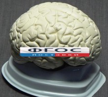 Модель "Мозг в разрезе" (белый) - fgospostavki.ru - Ижевск