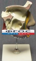 Модель "Разрез носоглотки" - fgospostavki.ru - Ижевск
