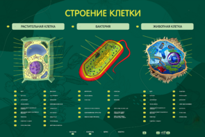 Электрифицированный стенд "Строение клетки" с маркерными полями - fgospostavki.ru - Ижевск