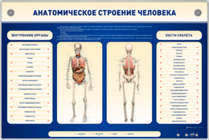 Электрифицированный стенд-тренажер c макетом скелета "Анатомическое строение человека" - fgospostavki.ru - Ижевск