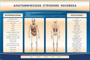 Электрифицированный стенд-тренажер c макетом скелета "Анатомическое строение человека" - fgospostavki.ru - Ижевск
