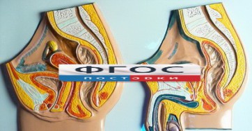 Модель барельефная "Таз мужской и таз женский" - fgospostavki.ru - Ижевск