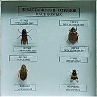 Коллекция энтомологическая "Представители отряда насекомых" - fgospostavki.ru - Ижевск