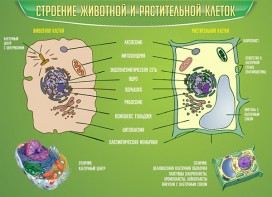 Стенд "Строение животной и растительной клеток" - fgospostavki.ru - Ижевск