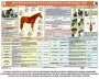 Комплект плакатов "Служебное коневодство" - fgospostavki.ru - Ижевск