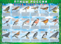 Комплект таблиц "Птицы России (4 листа)" (100х140 сантиметров, винил) - fgospostavki.ru - Ижевск