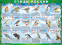Комплект таблиц "Птицы России (4 листа)" (100х140 сантиметров, винил) - fgospostavki.ru - Ижевск