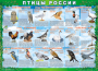 Комплект таблиц "Птицы России (4 листа)" (100х140 сантиметров, винил) - fgospostavki.ru - Ижевск