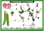 Комплект таблиц "Ознакомление с окружающим миром 1-4 класс" - fgospostavki.ru - Ижевск